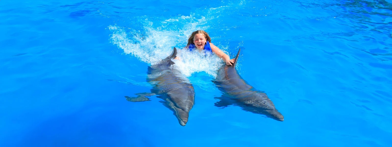 Dolphin Signature
