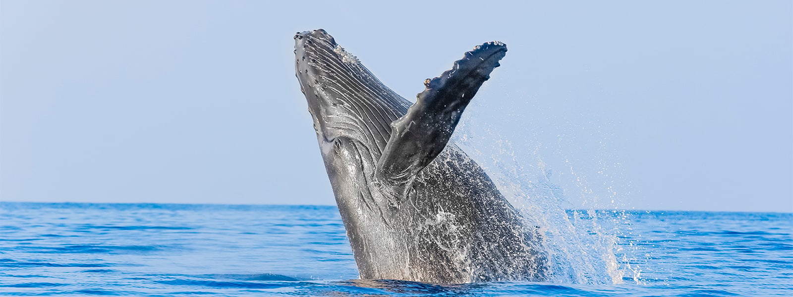 Whale Watching Tour